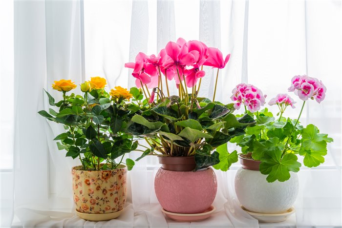 7 советов флористов: чтобы комнатные цветы росли как сумасшедшие!