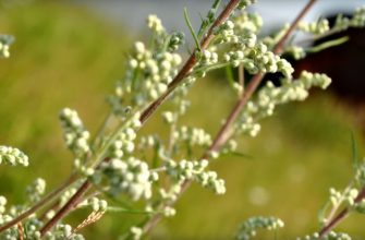 «Растение, убивающее рак с метастазами!» Оно всегда было под ногами.