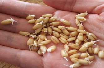 7 дней — и ты выпрыгнешь из штанов! Живые ферменты, которые очень легко получить в домашних условиях…