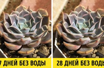 Мы собрали 13 домашних растений, которые приносят максимум пользы, но требуют минимум забот