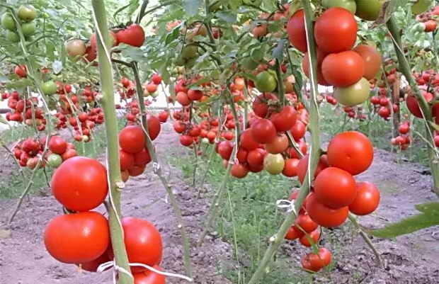 Как пасынковать помидоры: технология, особенности для разных сортов томатов