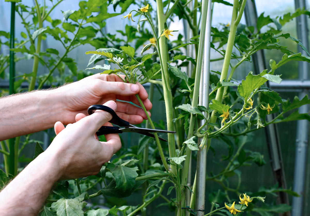 Как пасынковать помидоры: технология, особенности для разных сортов томатов