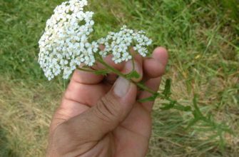 Тысячелистник — растет везде, повсеместно, но дороже самых дорогих препаратов! Лечит и спасает, от тяжелых болезней сберегает…