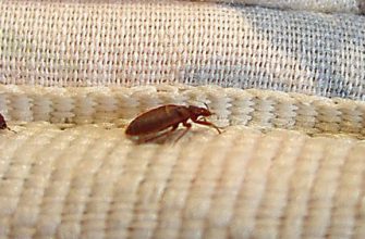 ОНА РАСПЫЛИЛА СПИРТ НАД КРОВАТЬЮ. ТО, ЧТО ПРОИЗОШЛО ДАЛЬШЕ — МЕНЯ БЕЗМЕРНО УДИВИЛО!