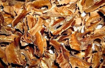 Панацея от всех бед? Или что можно полечить перегородками грецких орехов