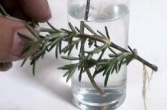 Врачи не могут объяснить это! Эти ингредиенты регенерируют кости, восстанавливают зрение и улучшают память на 70%!