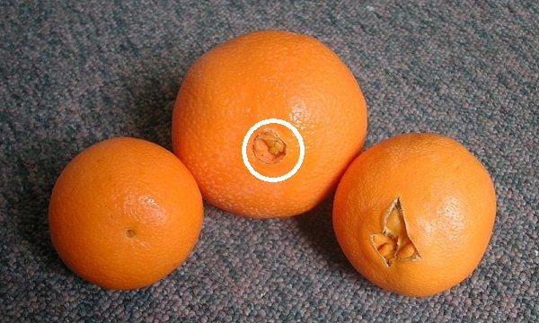 Почему я раньше не знала об этом! Теперь я внимательно выбираю апельсины