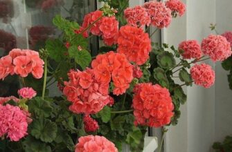 Вот что надо положить в горшок, чтобы растения пышно цвели