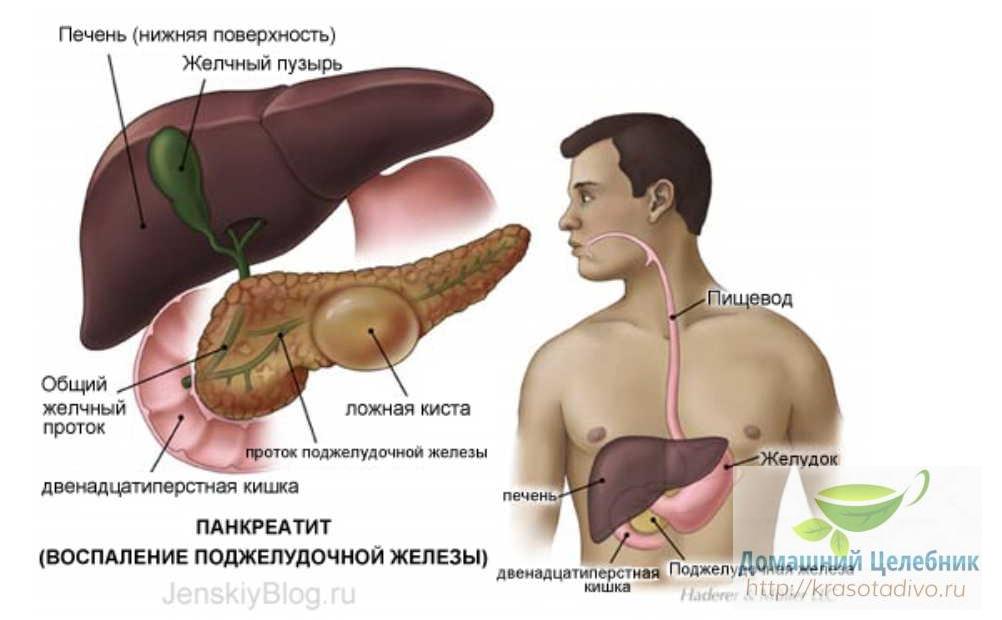 Три важных народных средства для лечения поджелудочной железы