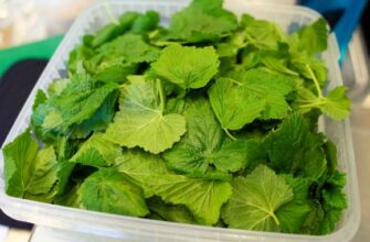 Зачем я каждый год сушу листья смородины? Да потому что они лечат кучу болезней