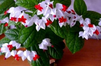 КРАСИВЕЙШИЙ КОМНАТНЫЙ ЦВЕТОК, КОТОРЫЙ ЦВЕТЕТ ПОЧТИ КРУГЛЫЙ ГОД