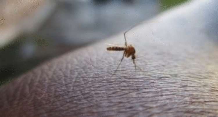 Простейшая ловушка для комаров своими руками: 5 минут, и кровососы в пролете
