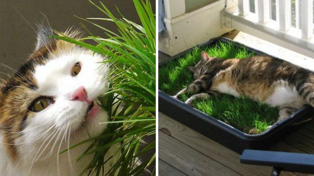 Так вот почему кот ест домашние цветы и растения.