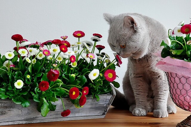 Так вот почему кот ест домашние цветы и растения.