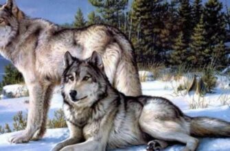 Притча про двух волков. Читается 20 секунд, а запоминается навсегда