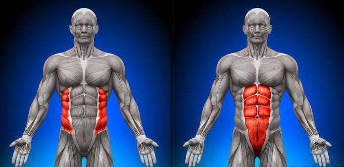 Поперечная мышца — пояс нашей стабильности