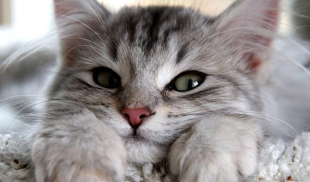 Кошки — это природные эмпаты, способные исцелить ваши разум, тело и душу «Твоя душа есть отражение моей души, хотя моя душа древнее». Кошки — это природные эмпаты, способные исцелить ваши разум, тело и душу «Твоя душа есть отражение моей души, хотя моя душа древнее».