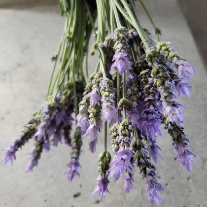 6 женских ароматов, которые вызывают у мужчин физический интерес