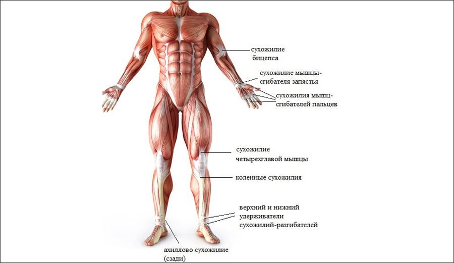 Анатомия человека мышцы и связки в картинках